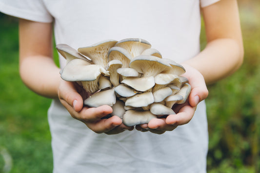 Oyster Mushrooms & Their Vast Array of Benefits