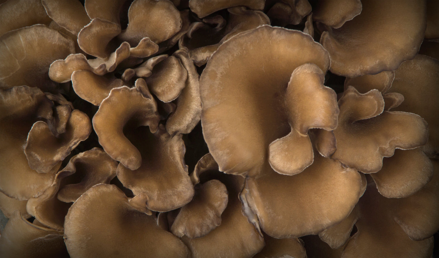 maitake mushroom