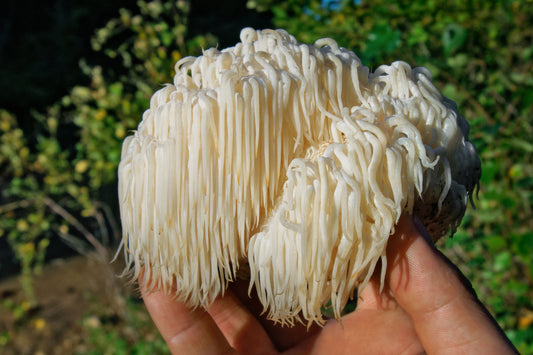 Lion's Mane Mushroom Capsules - The Ultimate Brain Boost