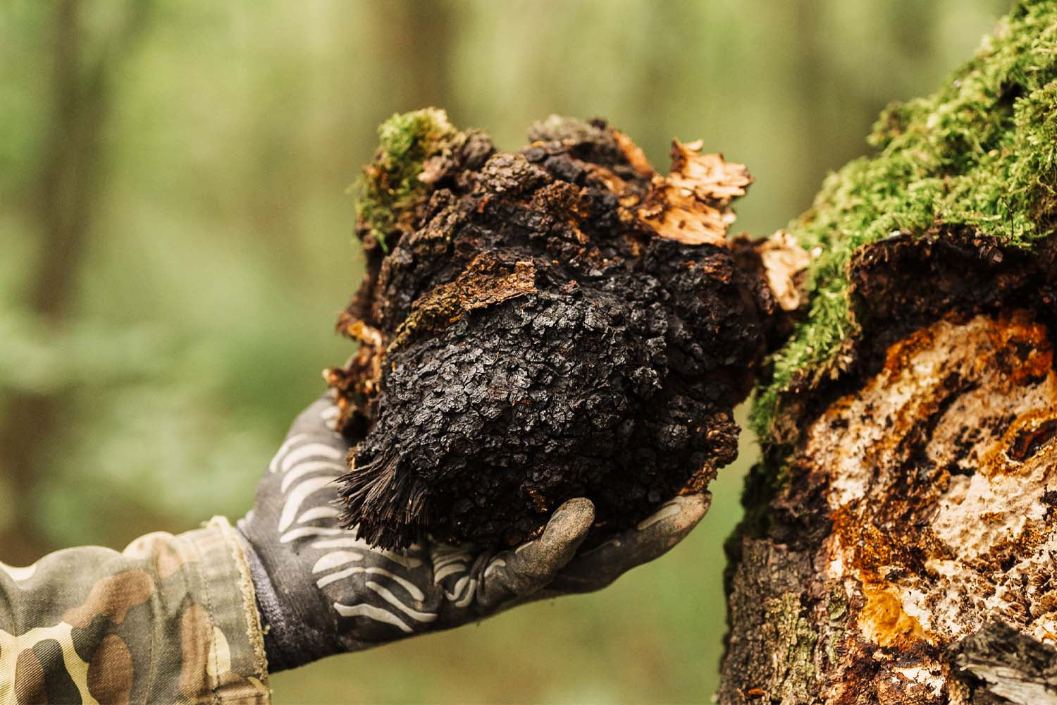 Chaga Medicinal Mushroom Capsules