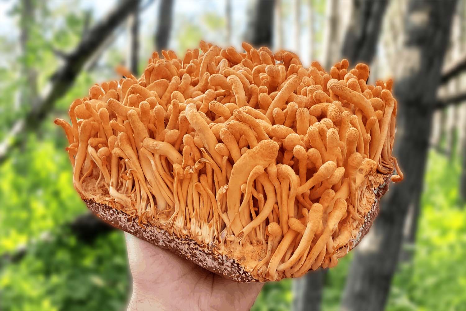 Cordyceps Medicinal Mushroom Capsules