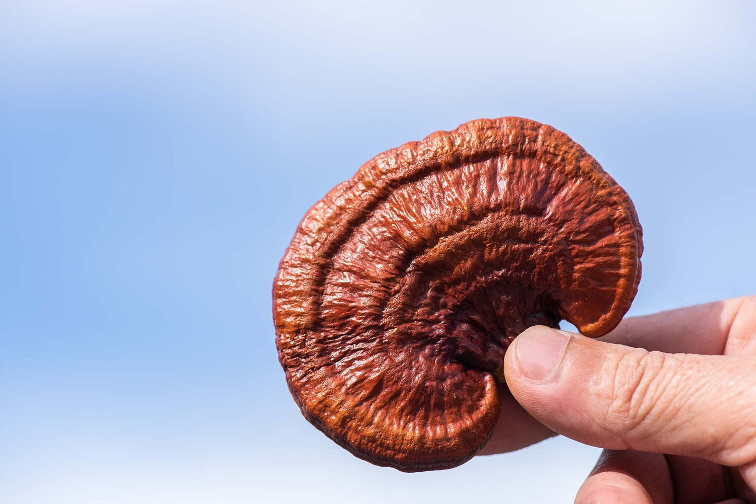 Reishi Mushroom Capsules - Feel Calmer, Sleep Better & Live Longer