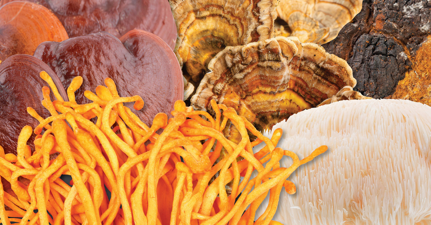 Unleash the Power of Nature with our Complete Mushroom Complex