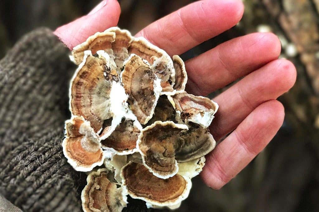 Turkey Tail Mushroom - Enhance Your Immunity