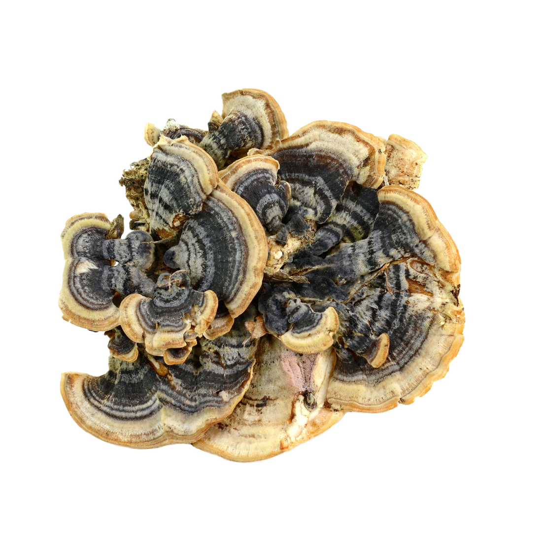 Why You Can’t Currently Buy Turkey Tail Mushroom in the UK (And What to Consider Instead)