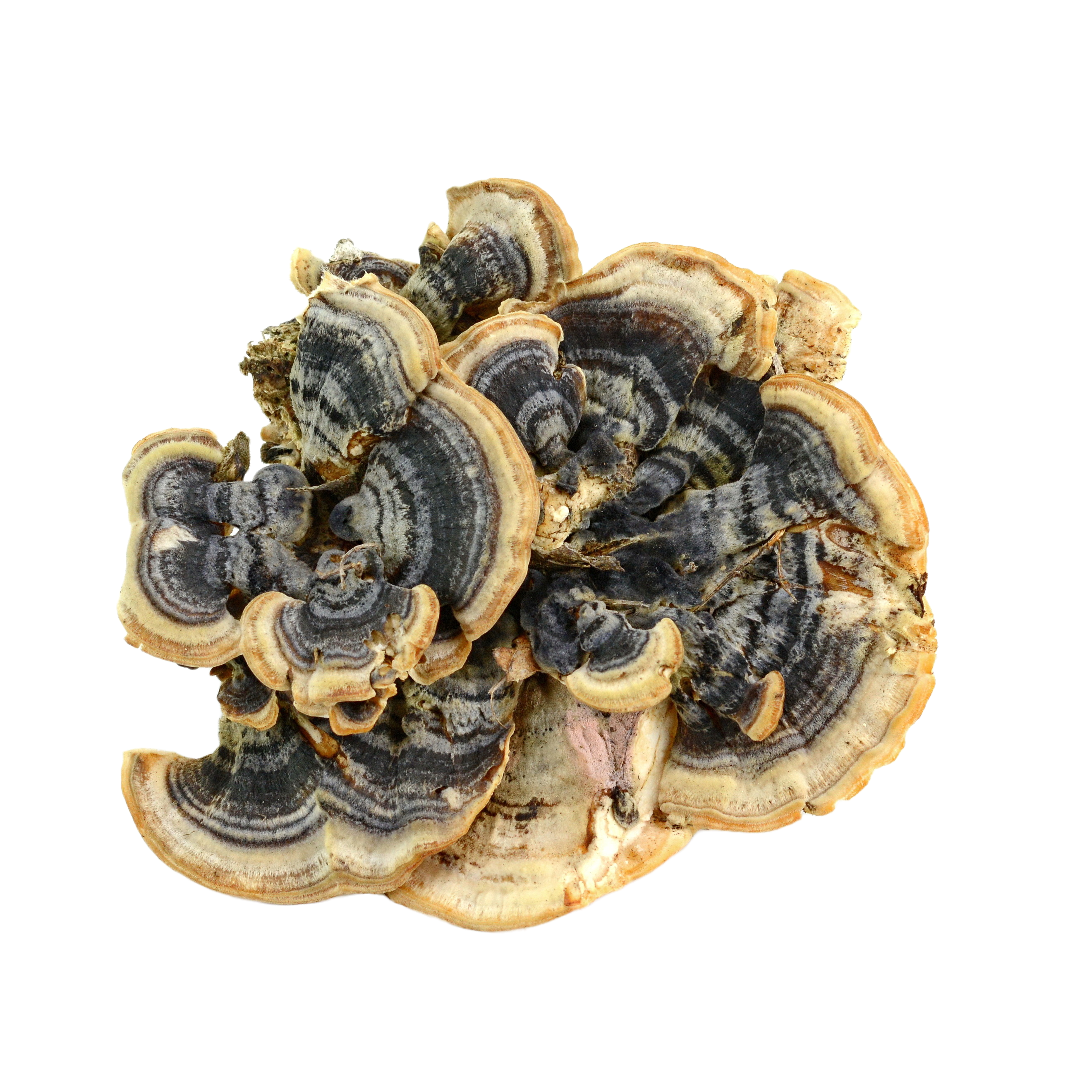 Why You Can’t Currently Buy Turkey Tail Mushroom in the UK (And What to Consider Instead)