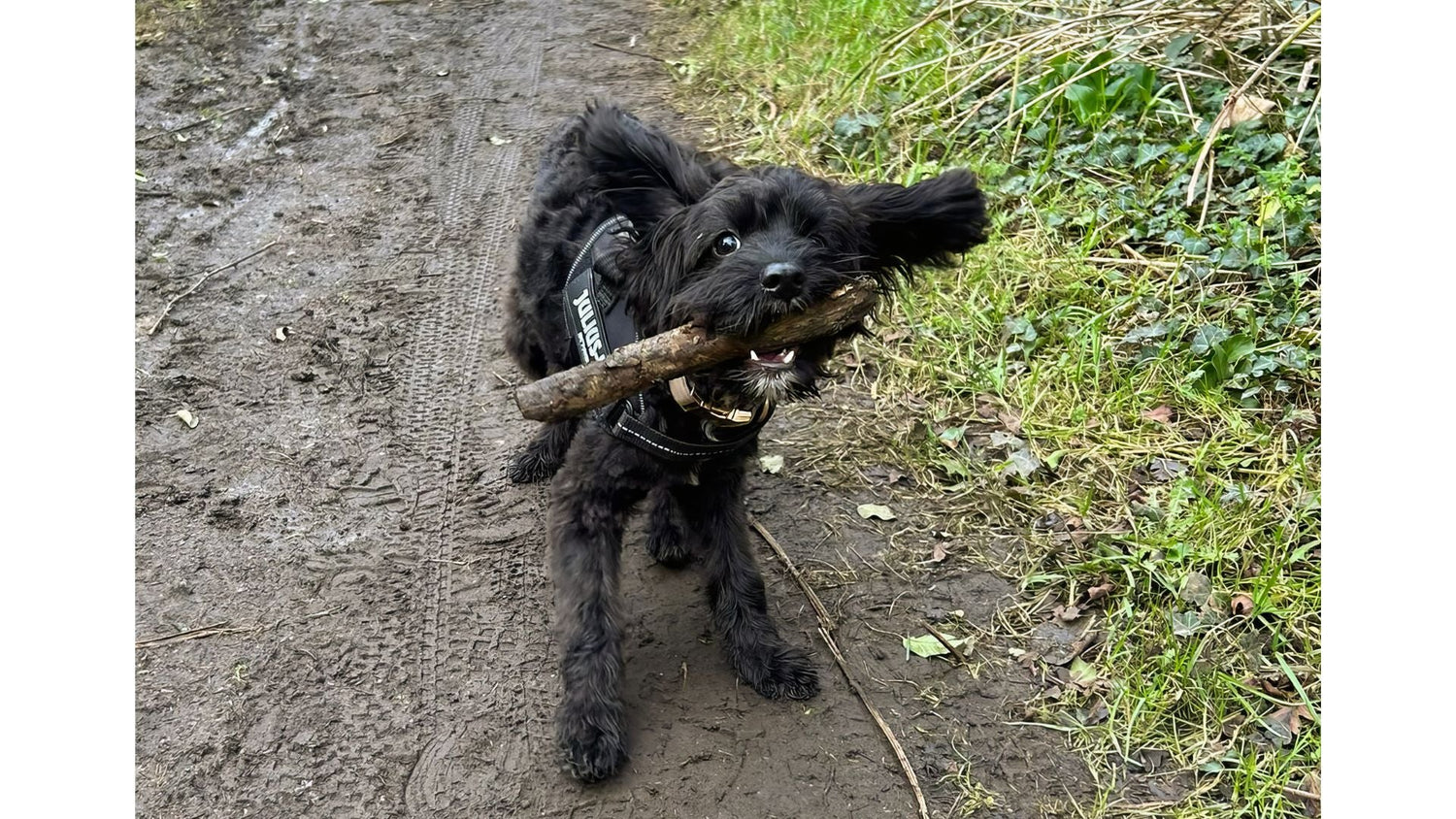 Nurturing Your Furry Friend's Well-Being: The Magic of Our Canine Complex